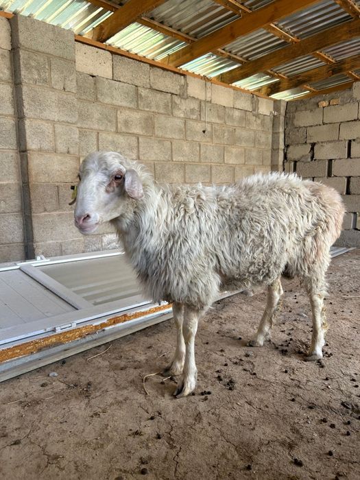 Ісек сатылады срочно!!!