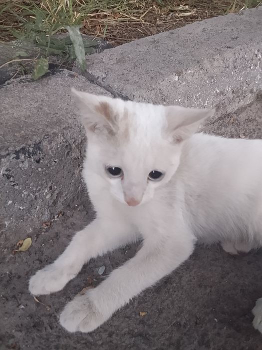 Маленький котёнок