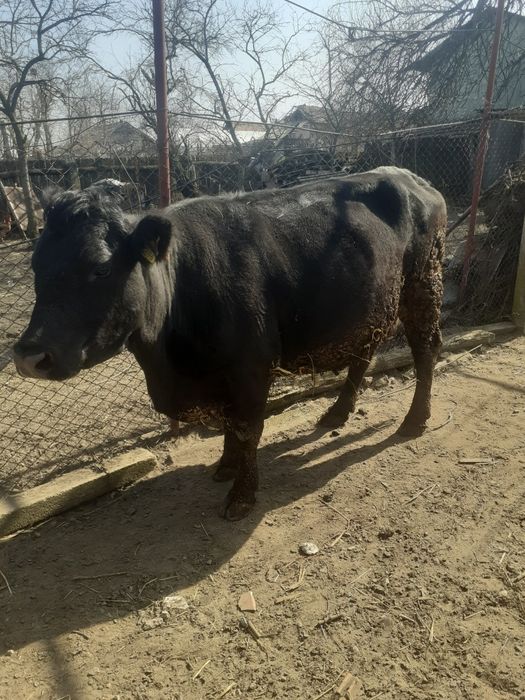 Vaca, de vanzare, comuna Apele Vii, Dolj