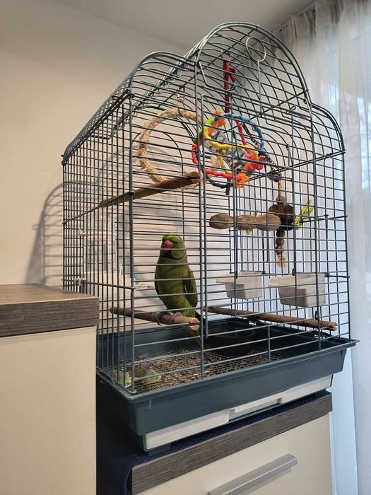 Papagal Micul Alexander