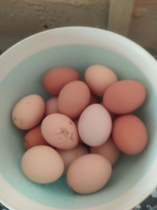 Продаются яица домашние