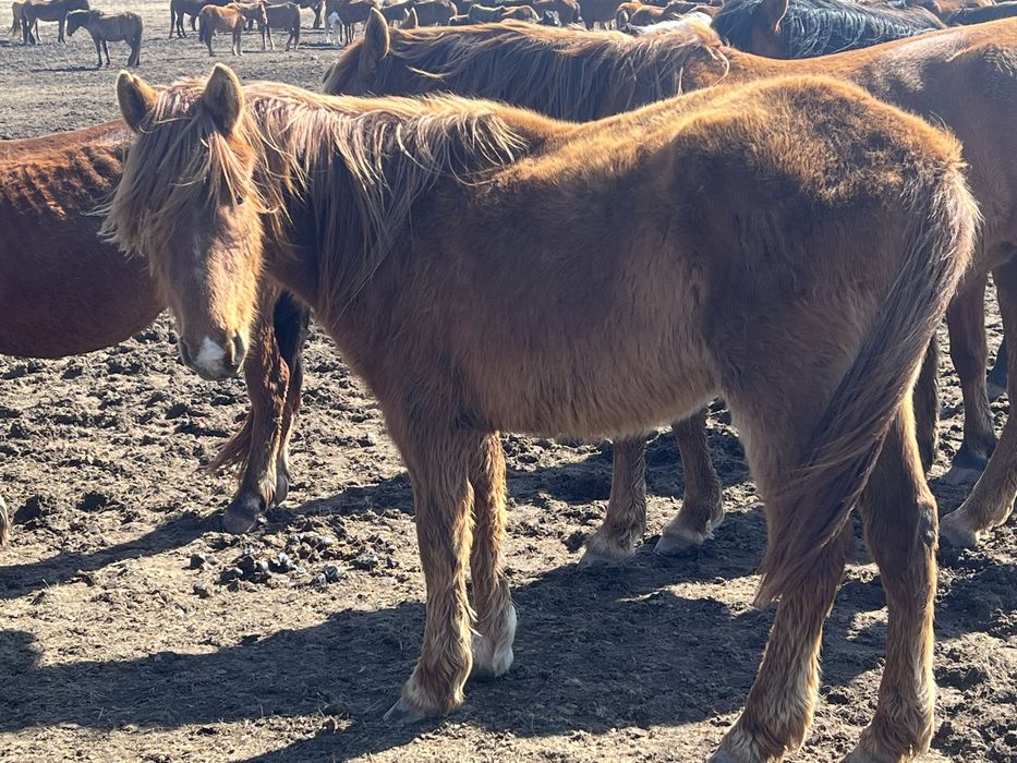 Продам 2 годовалого коня