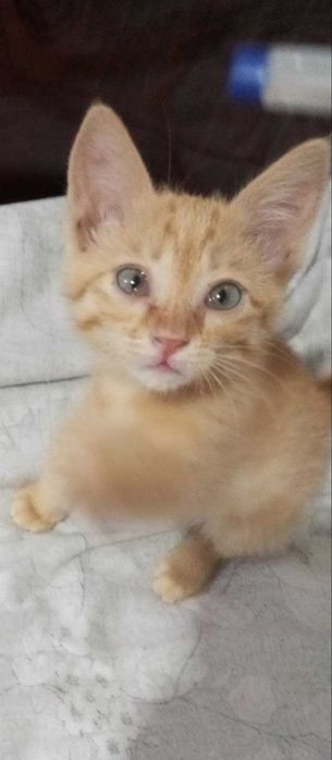 Симпатичная кошечка