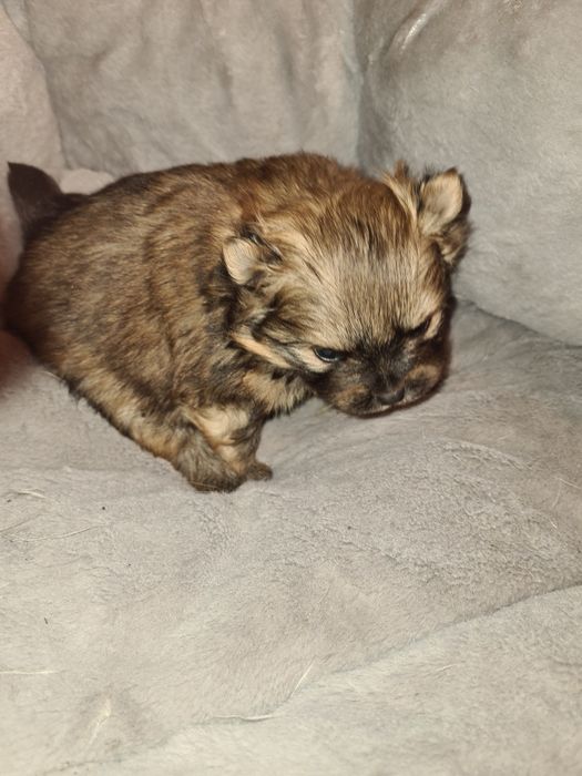 Продам щенка шпица.