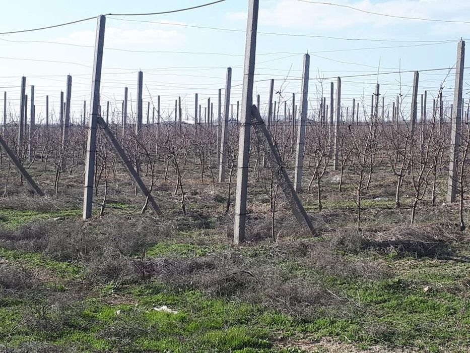 Бетонды қадалар. Шпаллер. Пасынка