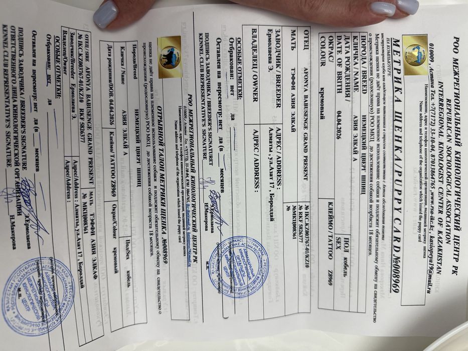 Продам шпица 2 мес .