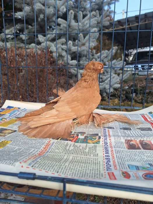 Продам жёлтую самку