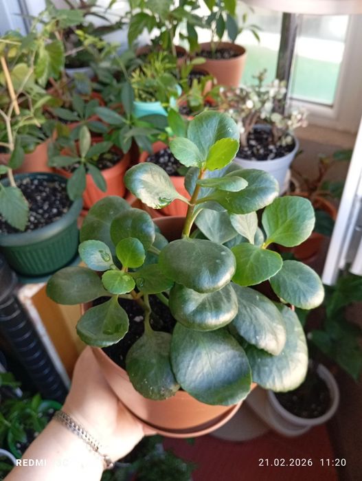 Продам цветы комнатные