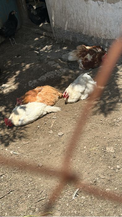 Продам курей и петухов!