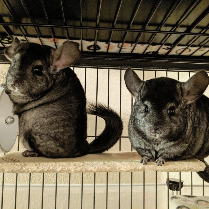 Vand chinchille pentru detali  aveti nr de watap