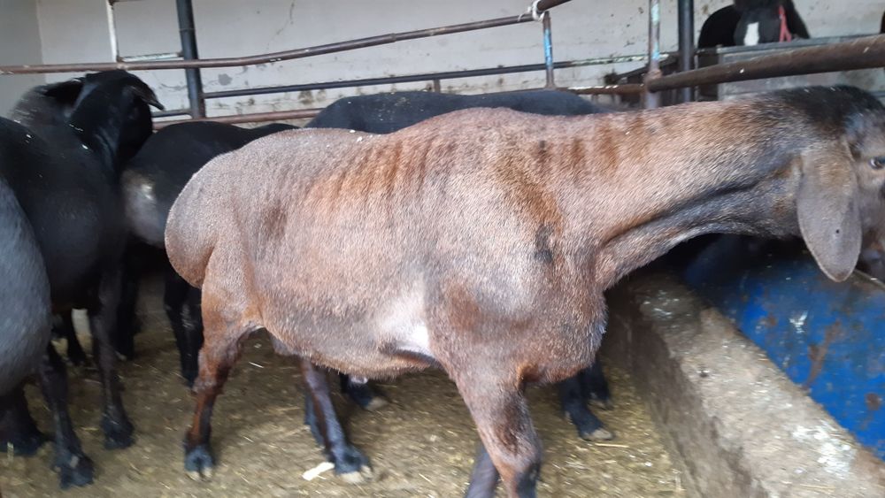 Qassob  Кассоб Qassobchilik xizmati  Halol Service!!!