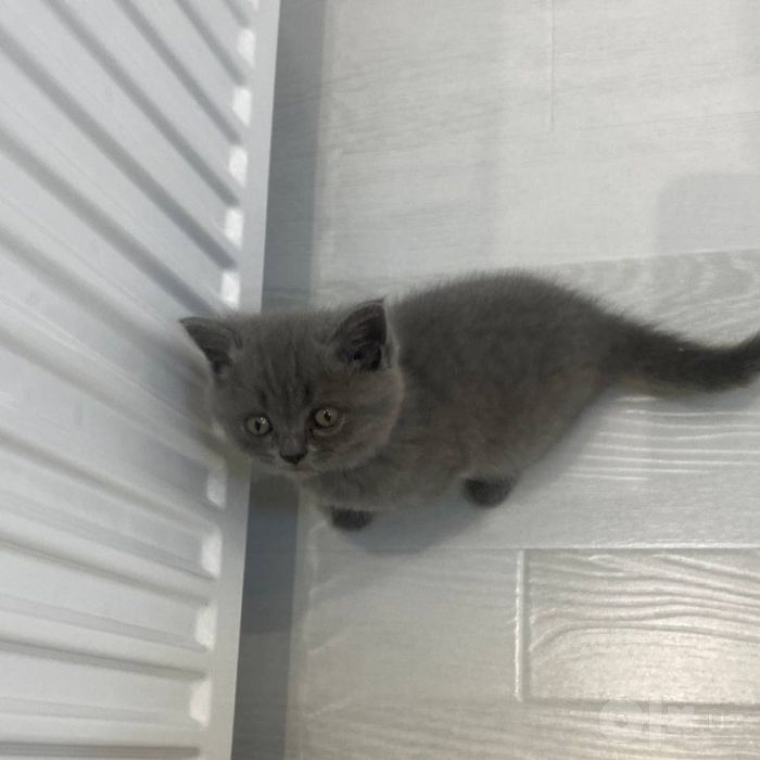 продаём британского котенка, очень послушная девочка, 4 месяца!