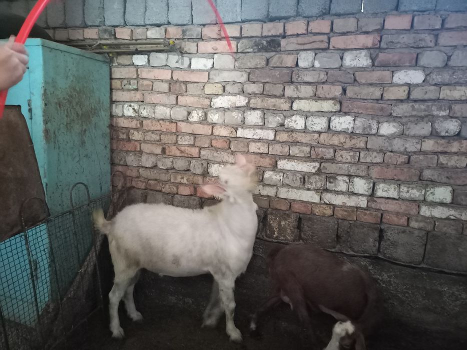 Тоза зотли така зудлик билан сотилади