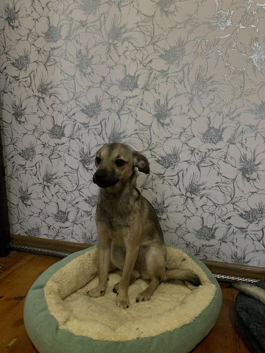 Одам в хорошие руки собаку