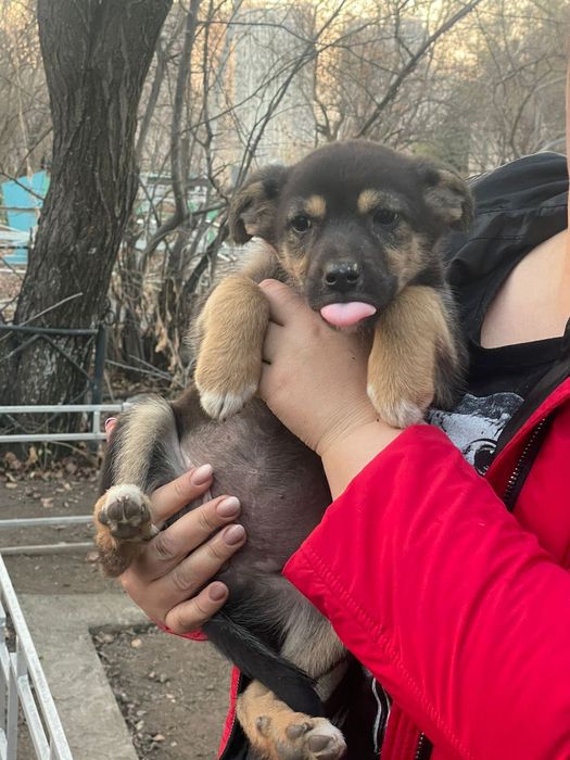 Щеночки-звоночки .