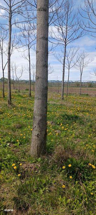 Елітний житловий проект – "Paulownia Domain"