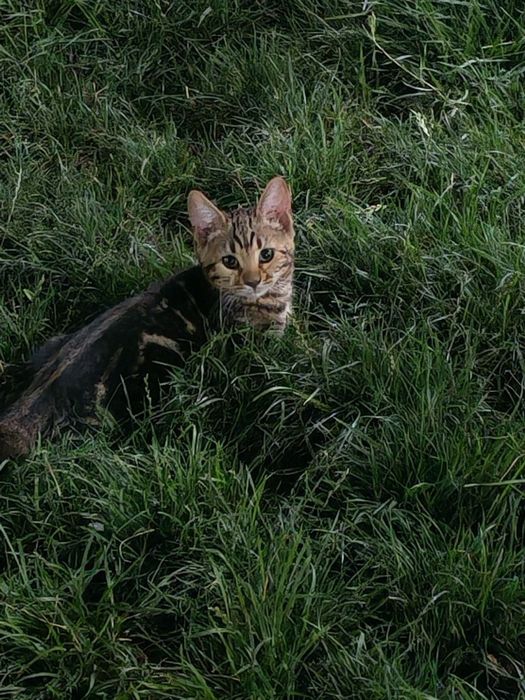 Кошки. Mushuklar