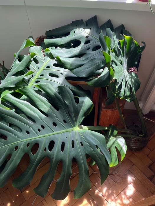 Монстера делисиоса (Monstera deliciosa) - вкоренени резници от зряло растение