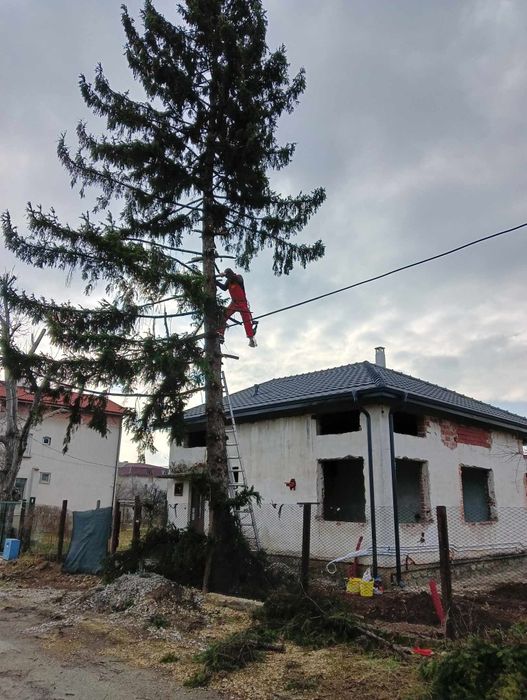 Рязане на опасни дървета арбористи кастрене премахване извозване