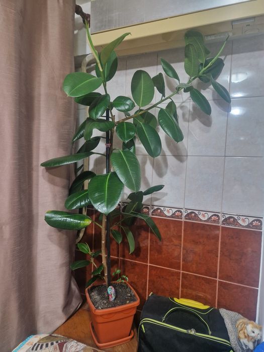 Ficus de vânzare