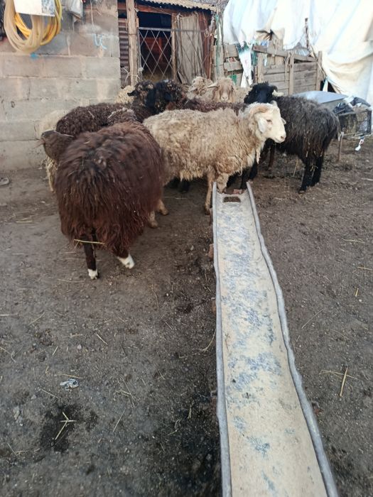 В Продажи Бараны Жирные.