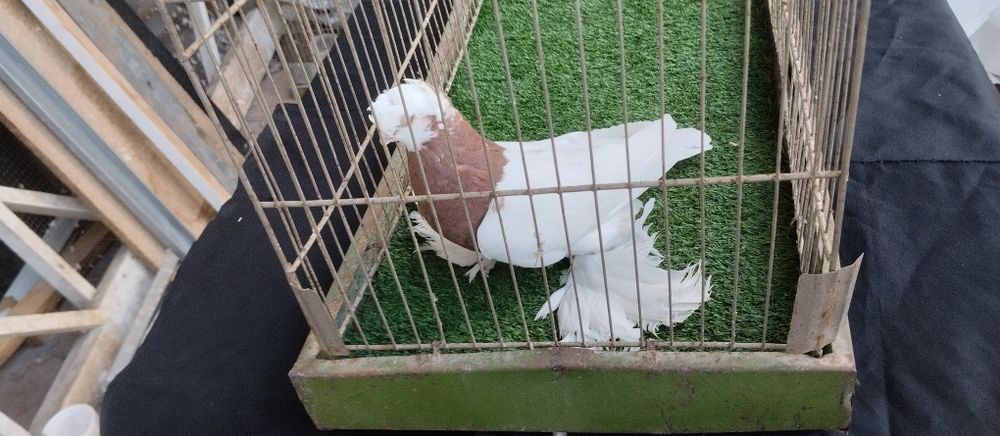 Мода қопқон сотилади. Двухчуби. Кабтар кабутар каптар голуб kabtar