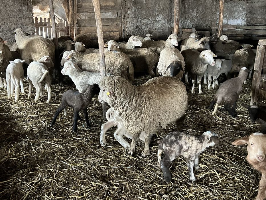 Vand oi fatate si gestante