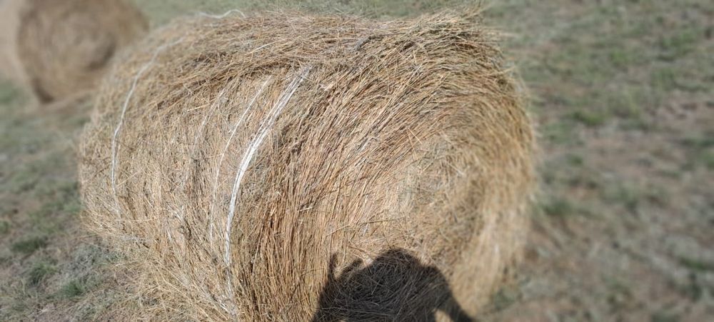 Сено в рулонах ,в тюках