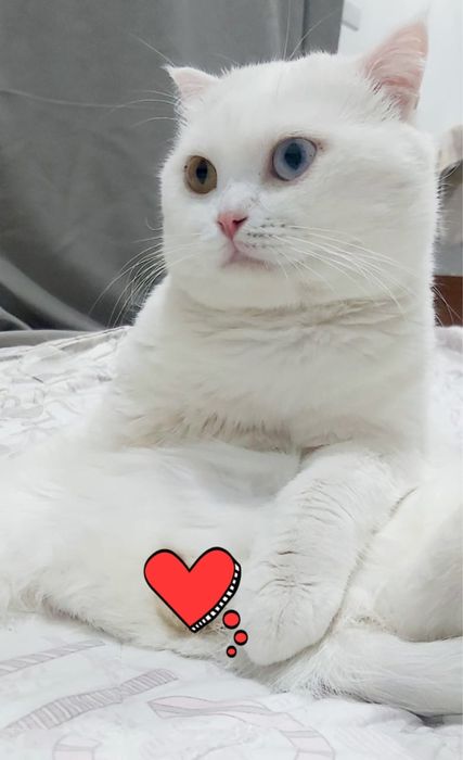 Шотландкие Веслоухие малышки