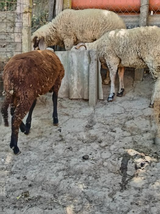 Vand 3 oi și un berbec