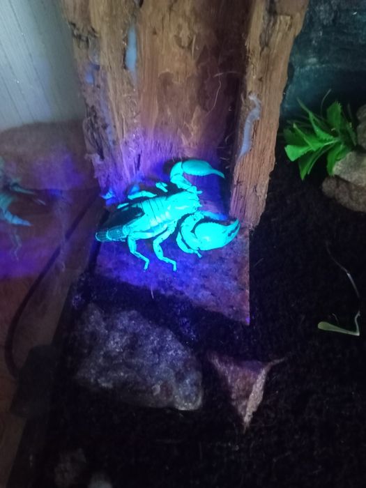 Чорнйы скорпион.