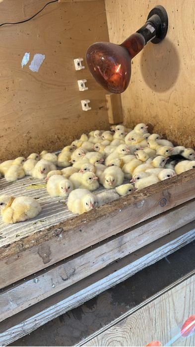 Броллер цыплята кобб 500