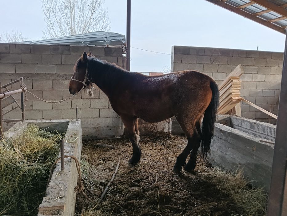 Қысыр бие сатылады!!