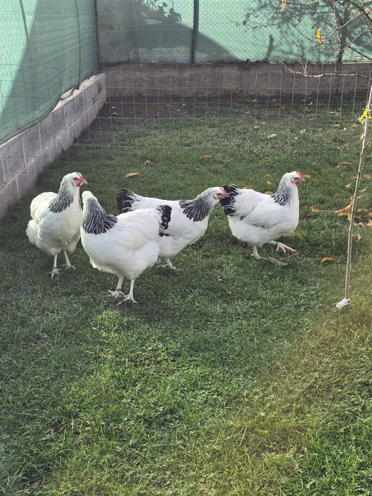 De vanzare familie sussex si new hampshire