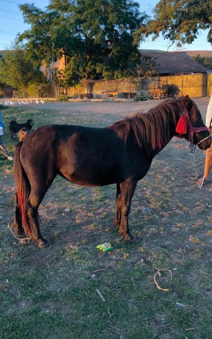 Vând poneița de trei ani gestanta acte în regula talie mare merge la atelaj cumințenie deosebita prietenoasa cu copii nu mușcă nu zvârle