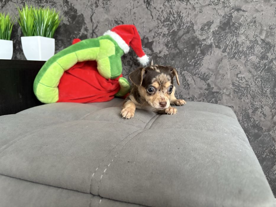 Щенки той-терьер с документами