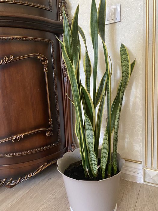 Сансевиерия (щучий хвост/тещин язык)