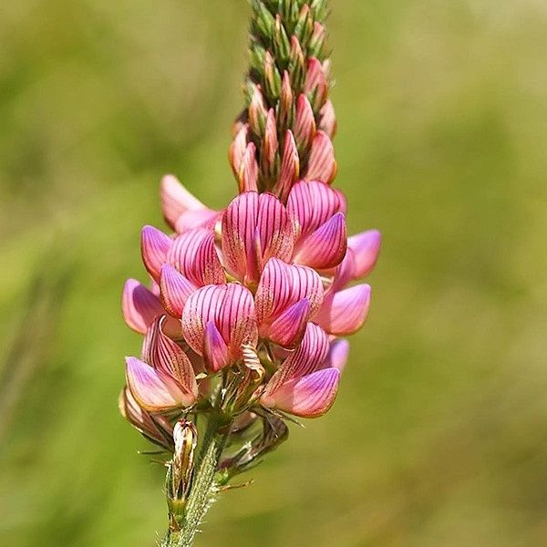 ЭСПАРЦЕТ - белый мёд, Северный Казахстан