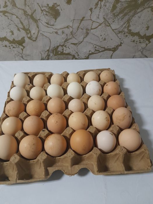 Инкубационные яйца жұмыртқа