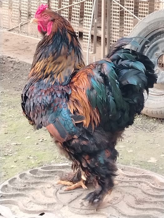 Brama Zolota Sotiladi Qoni Toza