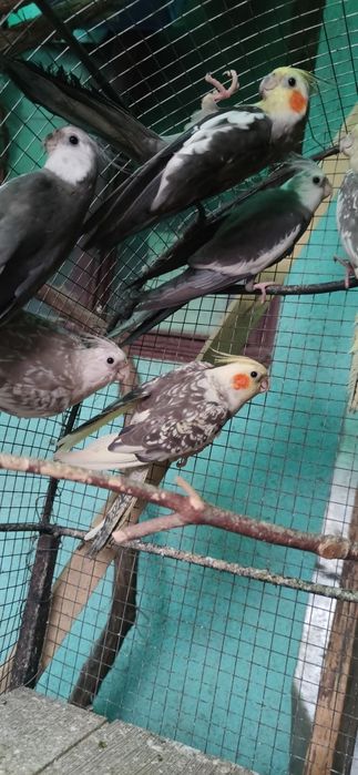 Papagali     Nimfe    si     Rosela.