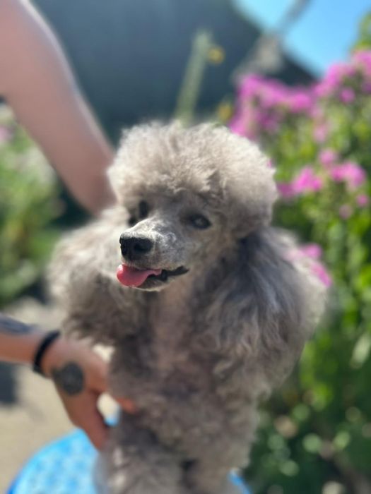 Вязка пудель с родословной