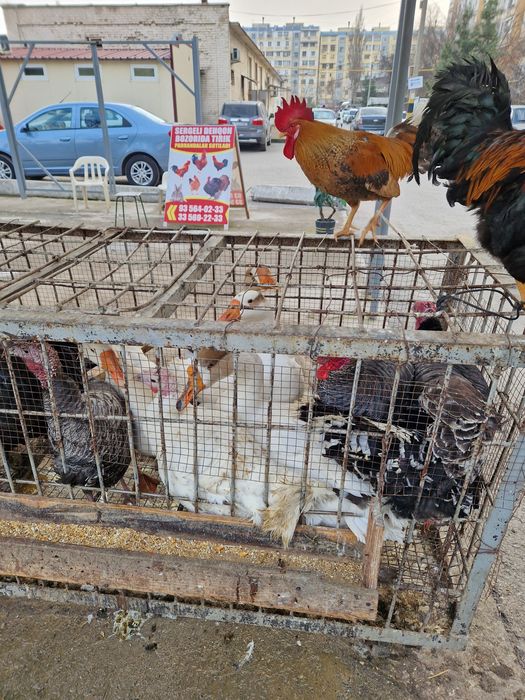 Sergili dehqon bozorolida horoz kurka quyon goz ordek sotiladi