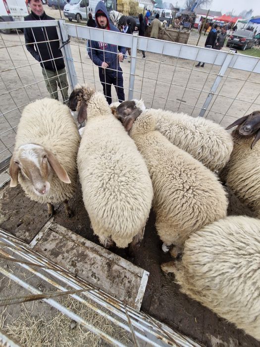 Miei,noatini de rotisor