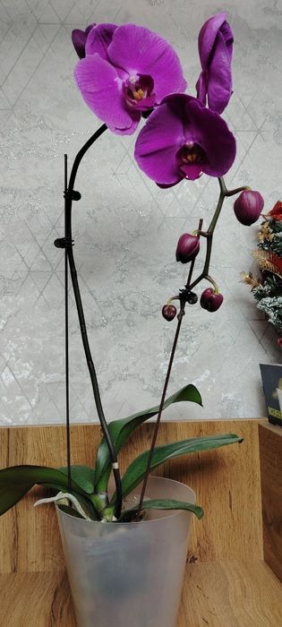 Орхидея Phalaenopsis