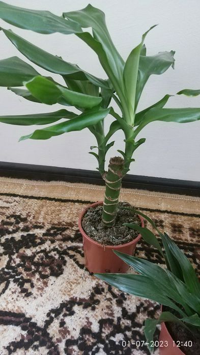 Три броя драцени в саксия