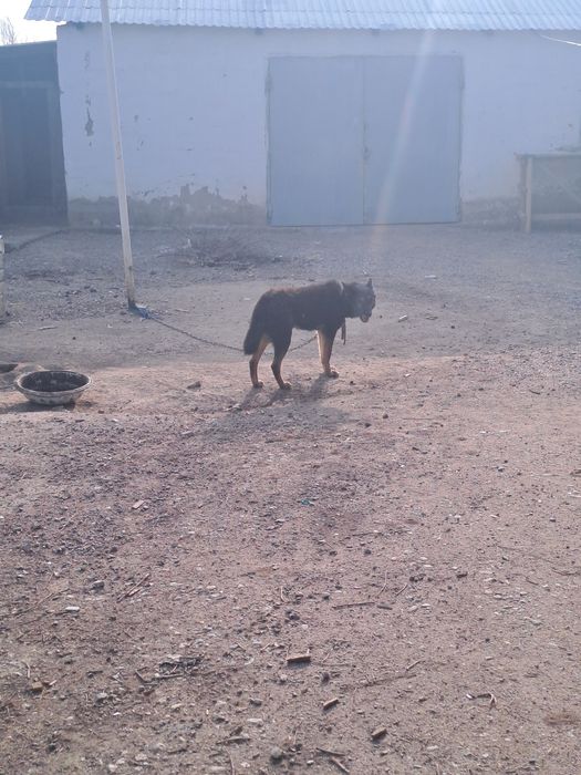 Европейская овчарка 3 год