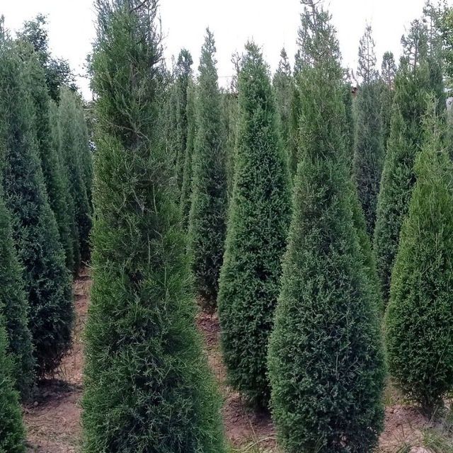 Ландшат ишлари бошланди