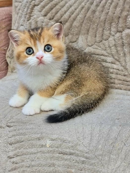 Шотланский котёнок страйт девочка