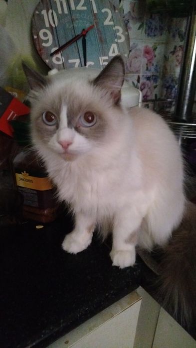 Отдам очень красивую кошку